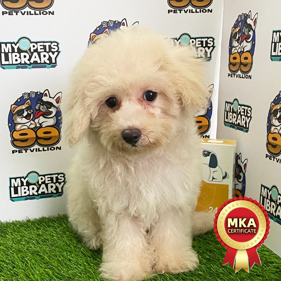 MKA Toy Poodle Puppy (Female) For Sale