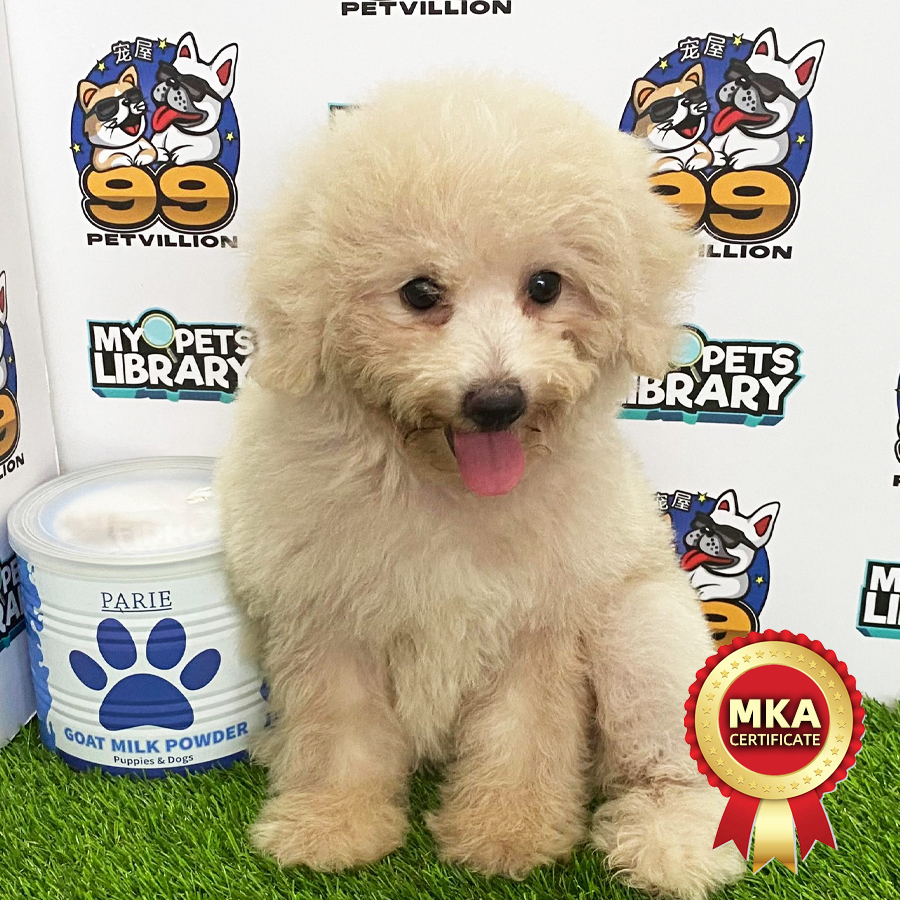 MKA Miniature Poodle Puppy (Female) For Sale