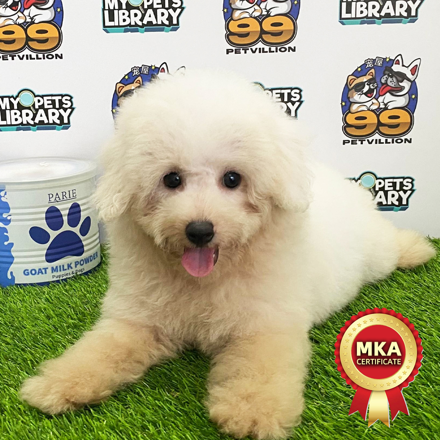 MKA Miniature Poodle Puppy (Female) For Sale