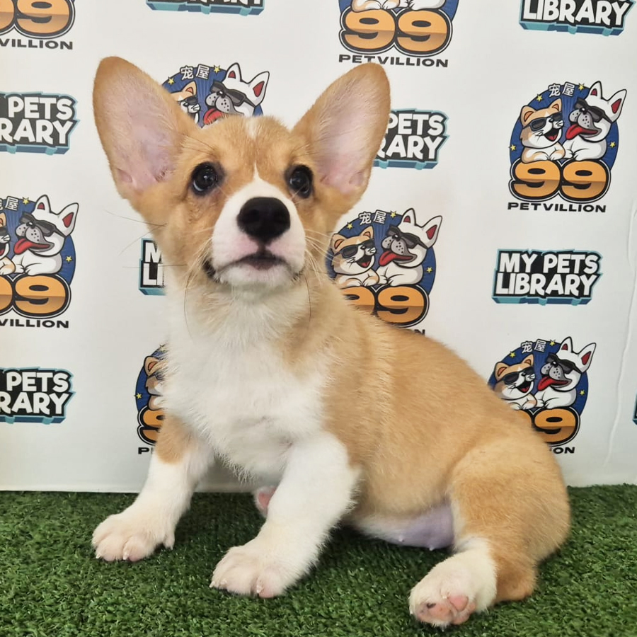Welsh Corgi Puppy (Female) For Sale