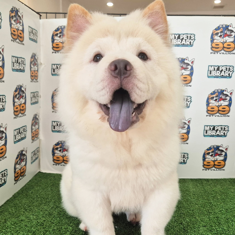 Chow Chow Puppy (Female) For Sale