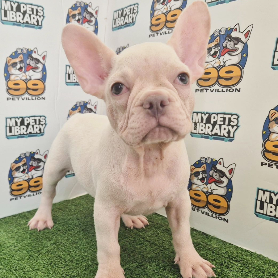 French Bulldog Puppy (Female) For Sale