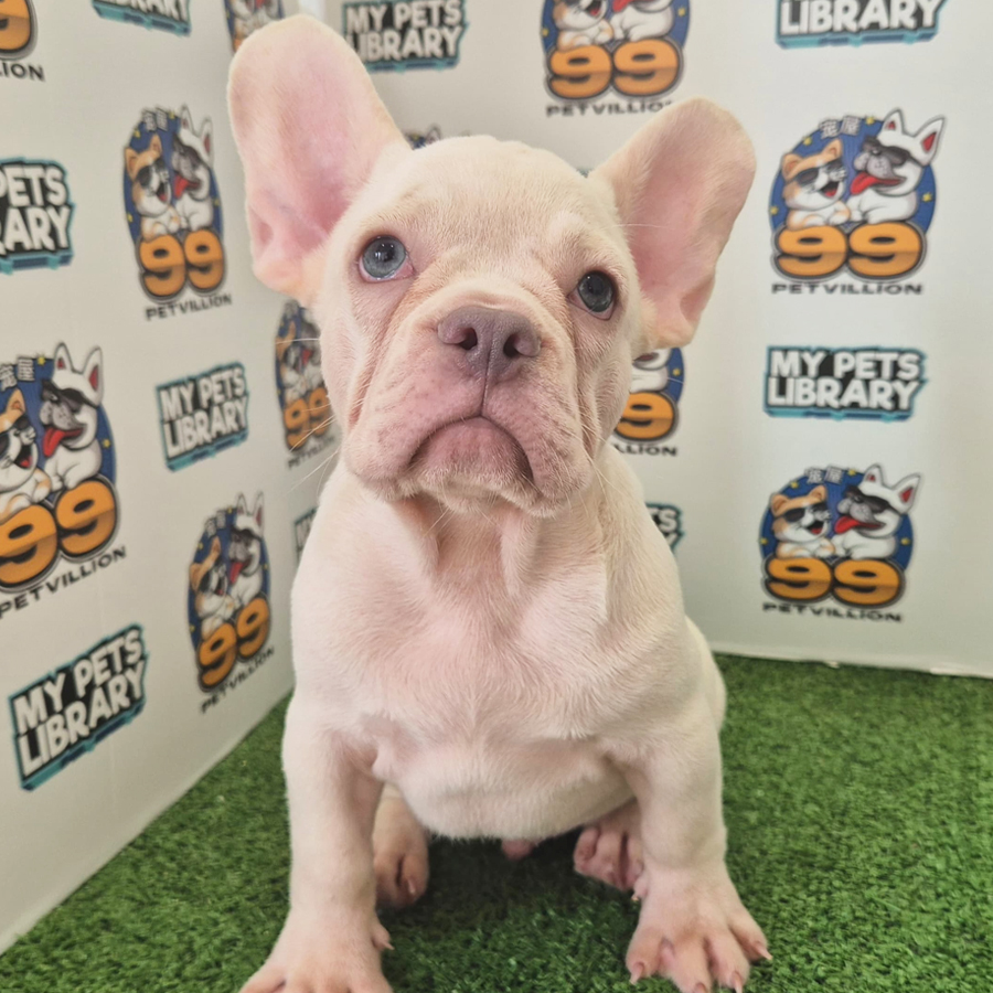 French Bulldog Puppy (Male) For Sale