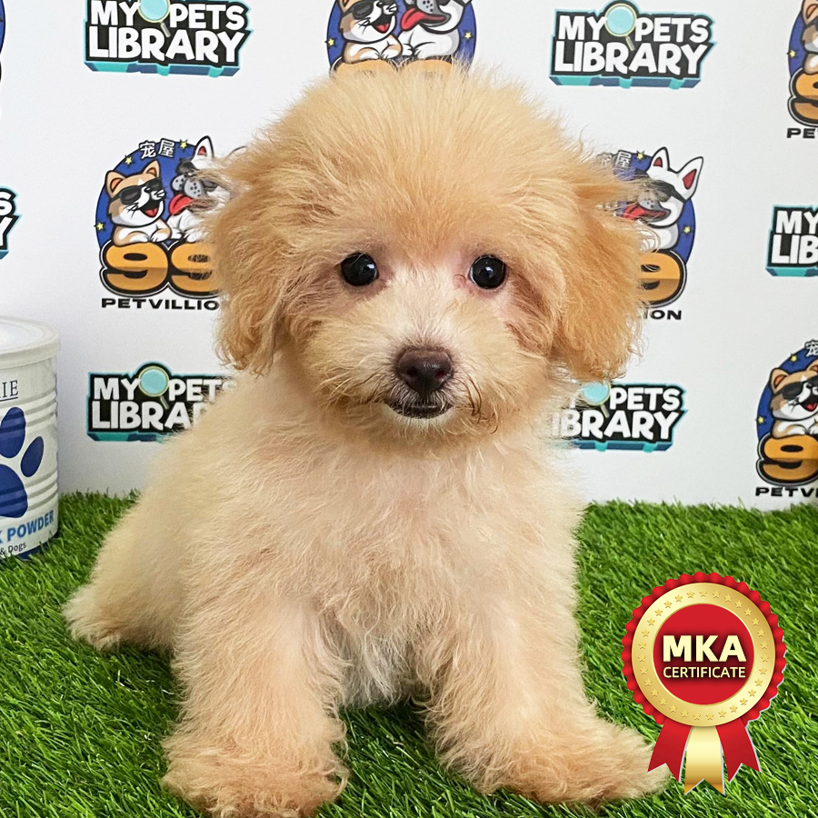 MKA Toy Poodle Puppy (Female) For Sale