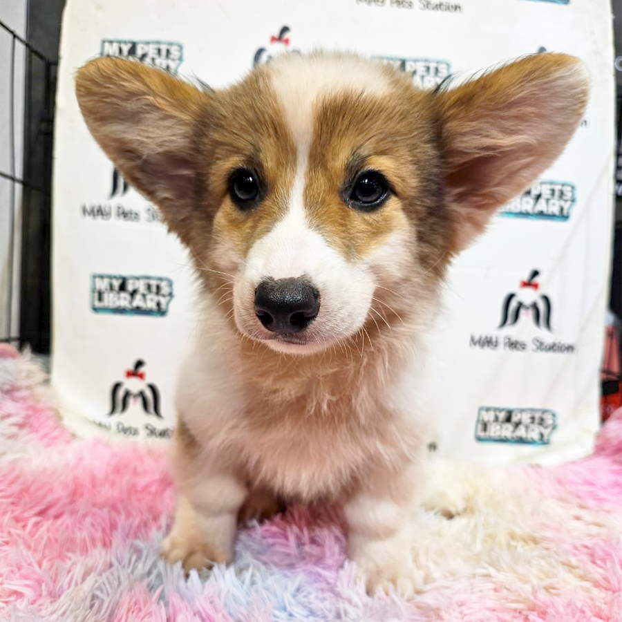 Welsh Corgi Puppy (Male) For Sale