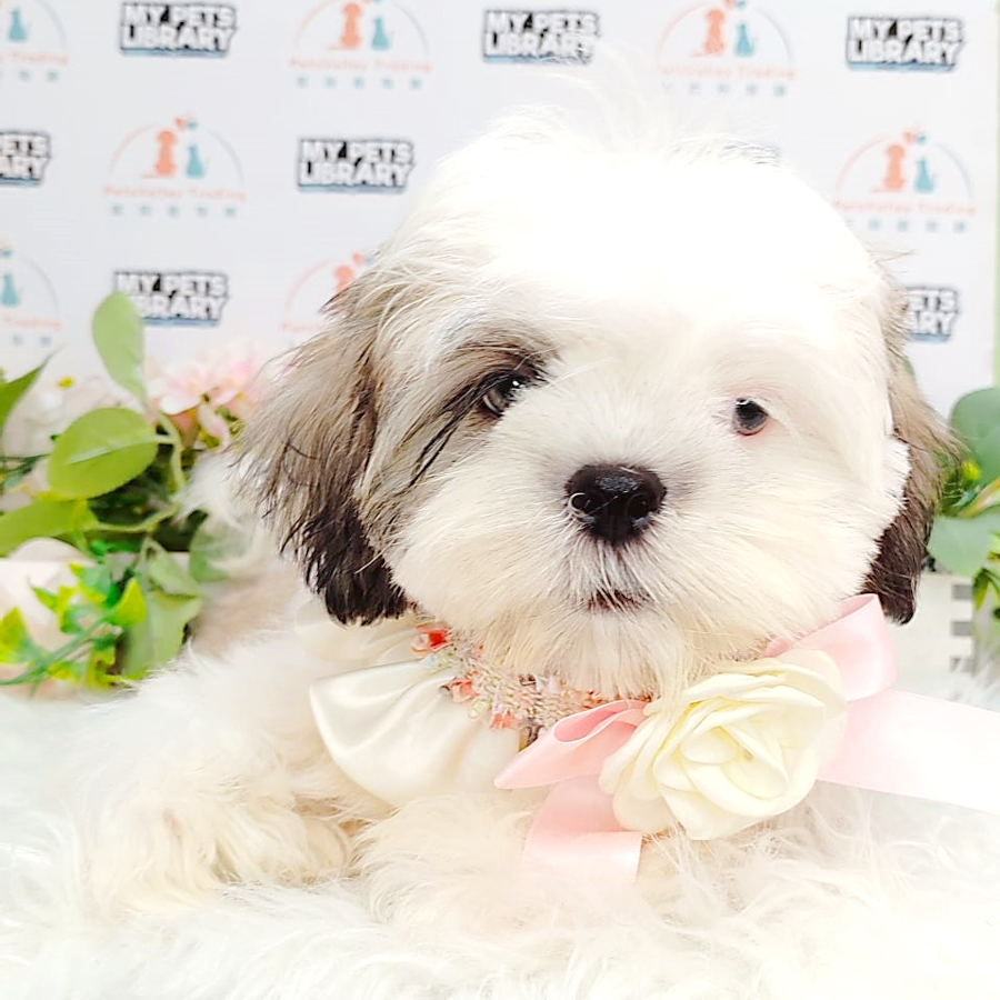 Shih Tzu Puppy (Male) For Sale