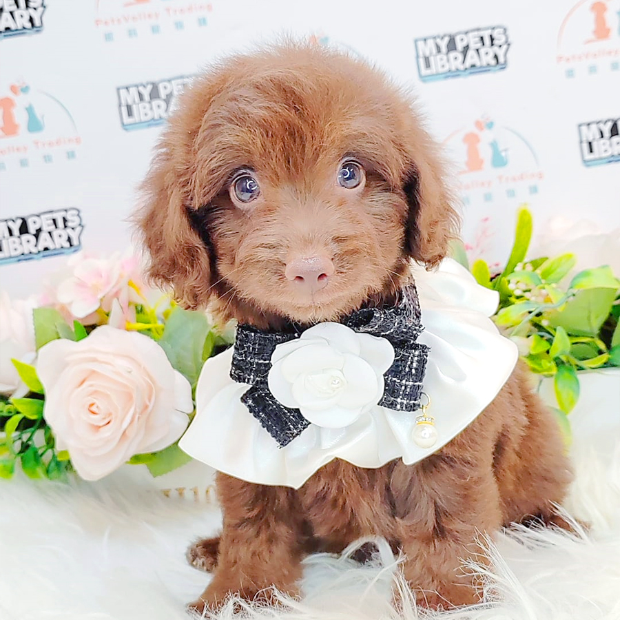 Toy Poodle Puppy (Male) For Sale