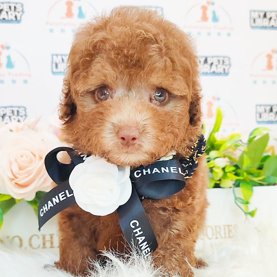 Toy Poodle Puppy (Male) For Sale