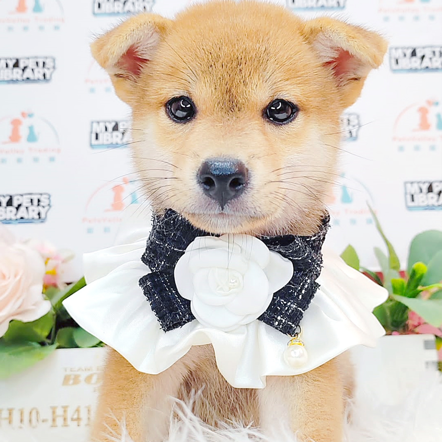 Shiba Inu Puppy (Female) For Sale
