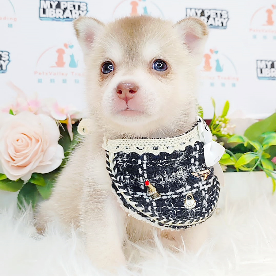 Pomsky Puppy (Female) For Sale