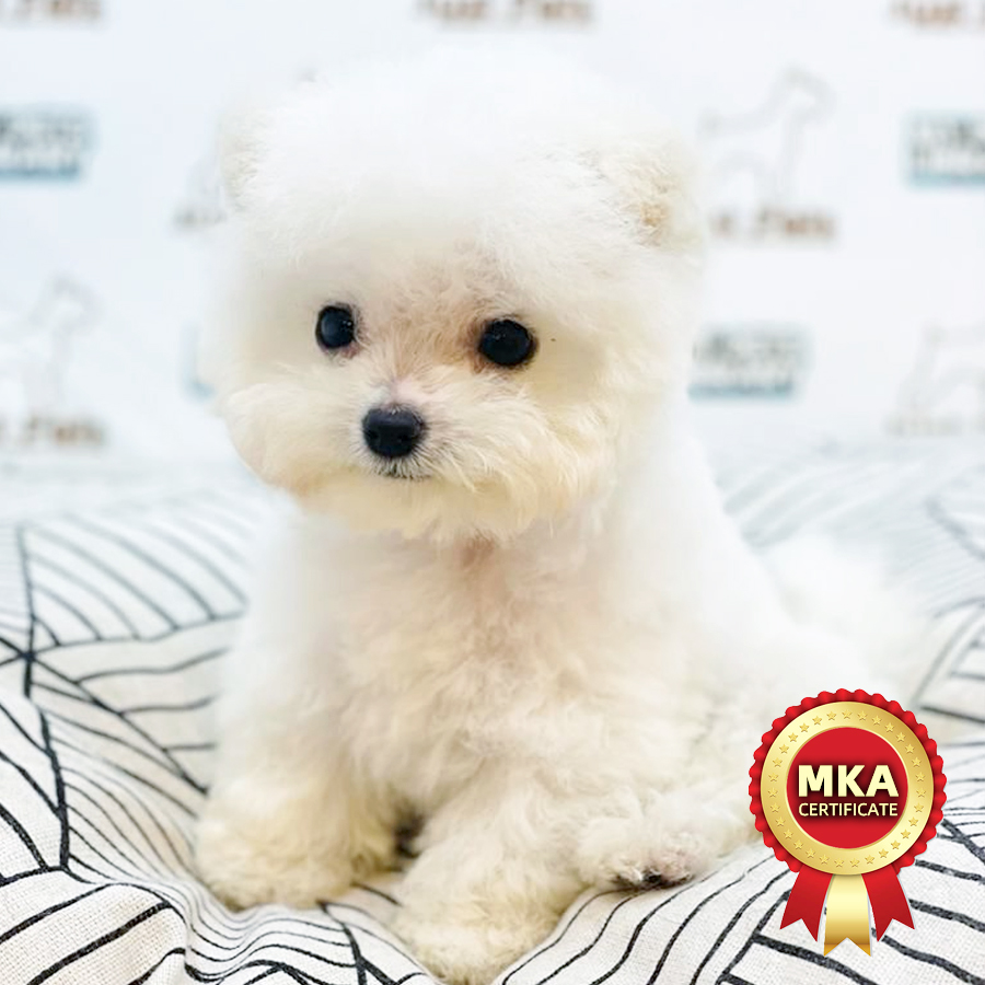 MKA Mini Bichon Frise Puppy (Male) For Sale