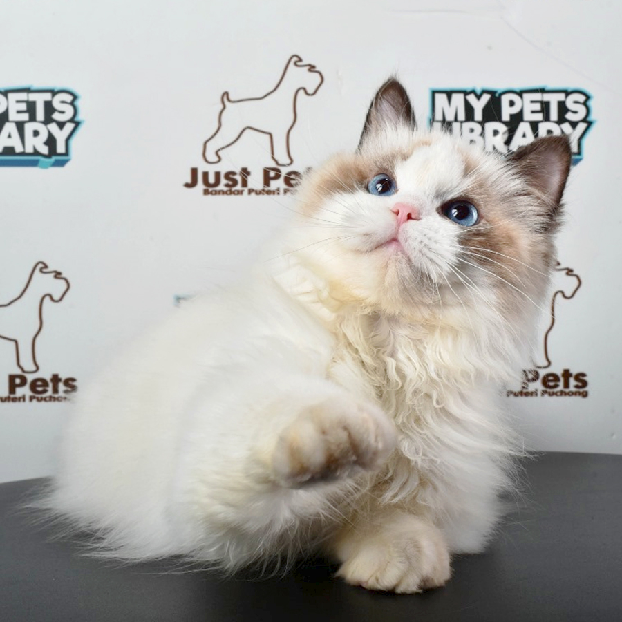 Ragdoll Kitten (Male) For Sale