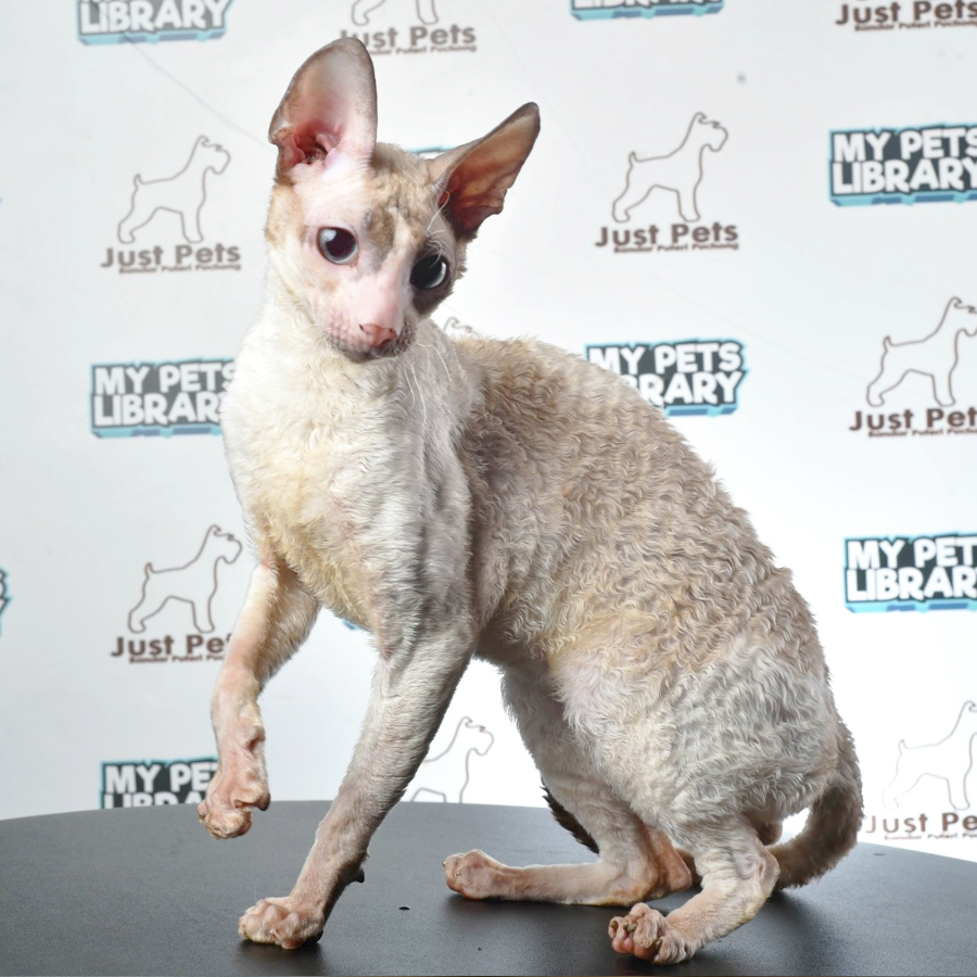 Cornish Rex Kitten (Male) For Sale