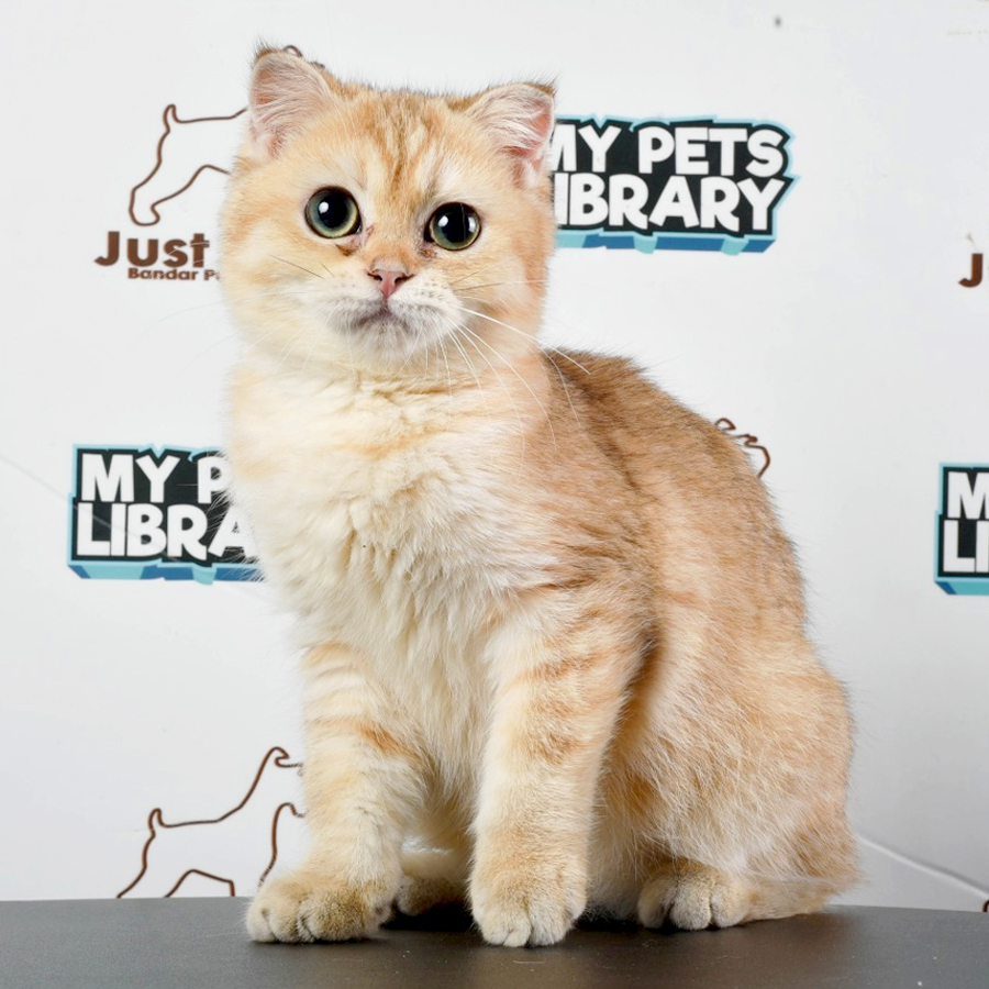 Scottishfold Kitten (Male) For Sale