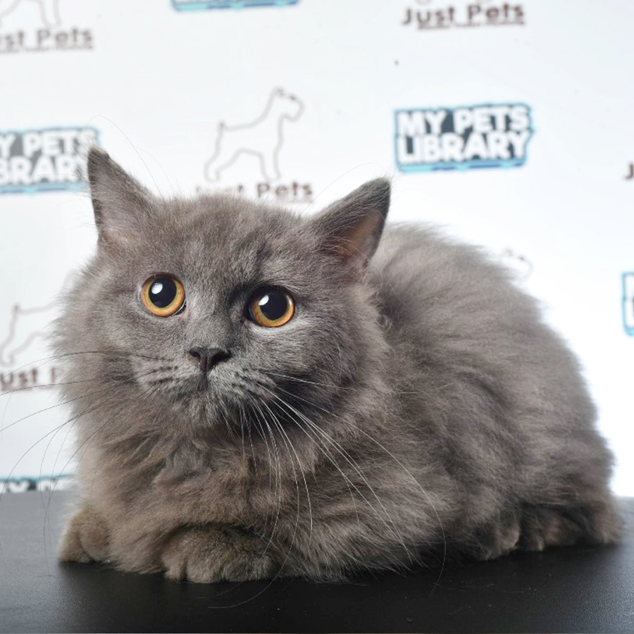 Munchkin British Longhair Kitten (Male) For Sale