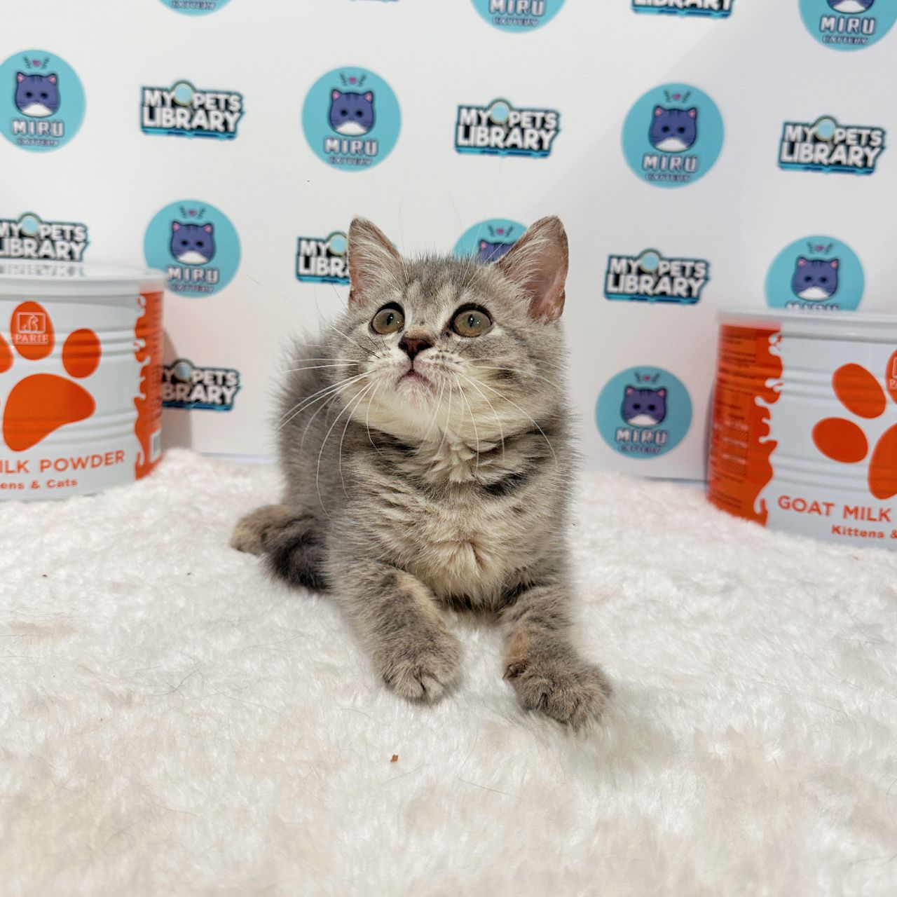 British Shorthair Kitten (Female) For Sale