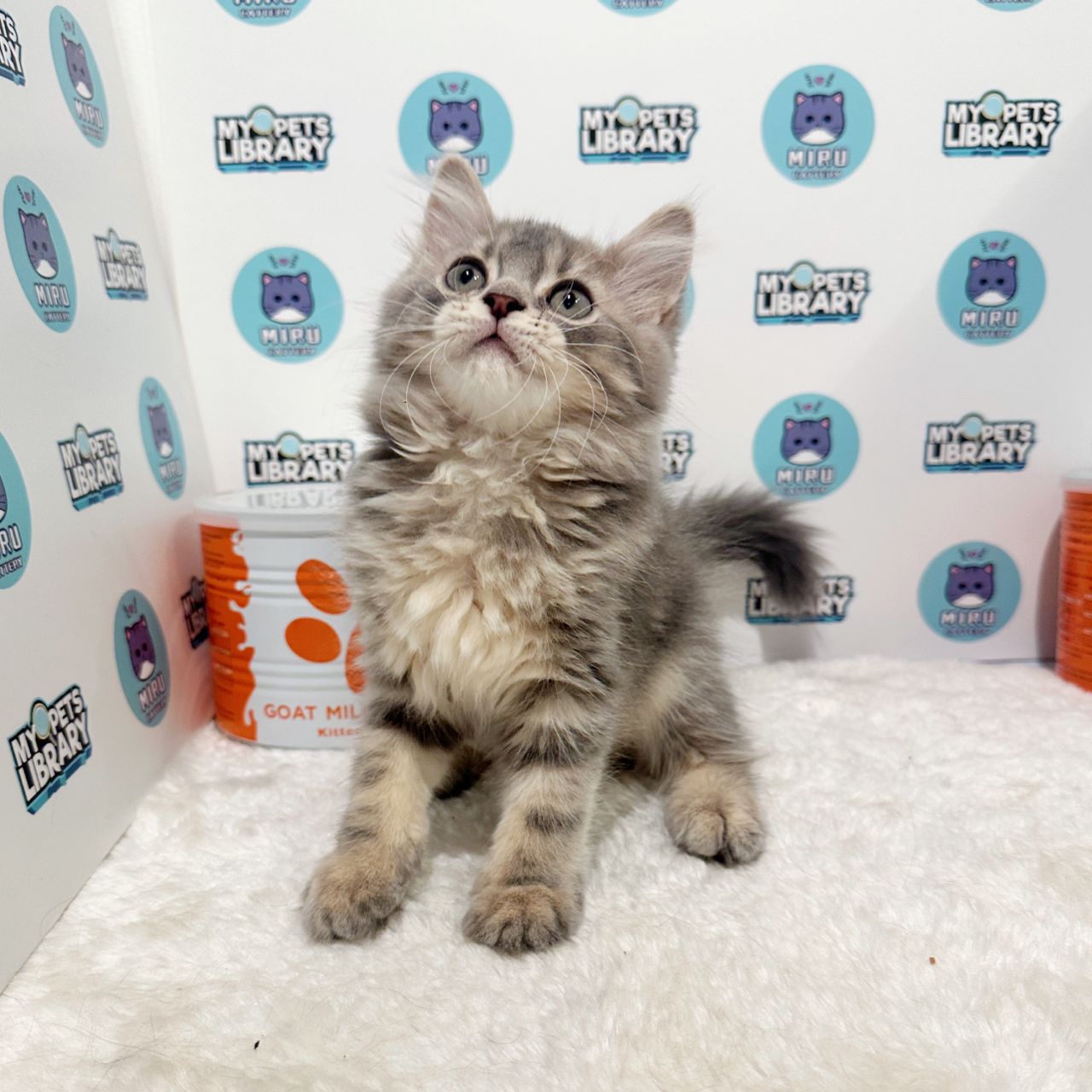 Persian Kitten (Male) For Sale