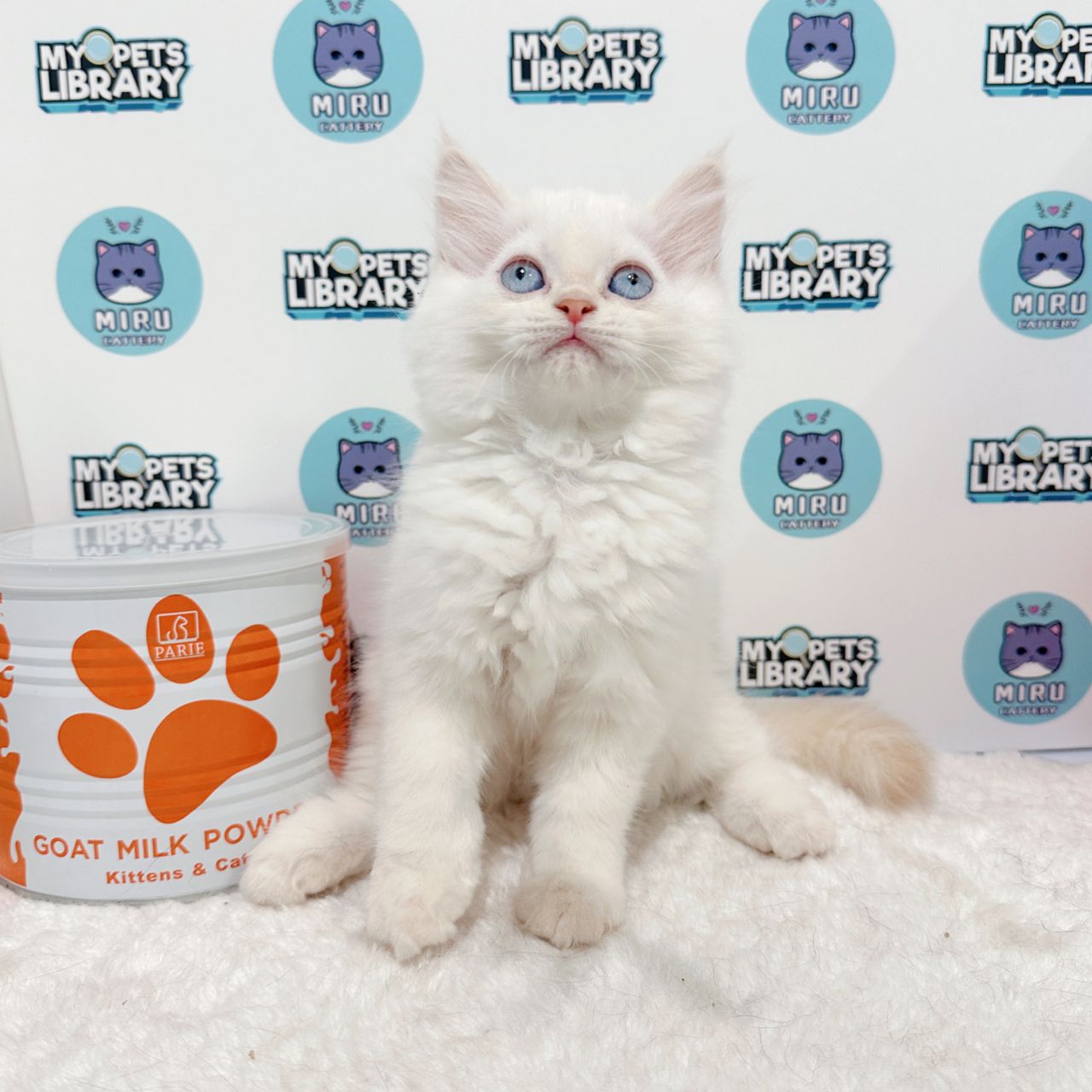 Turkish Angora Persian Kitten (Female) For Sale