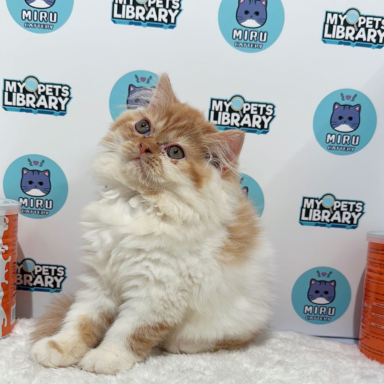 Persian Kitten (Female) For Sale