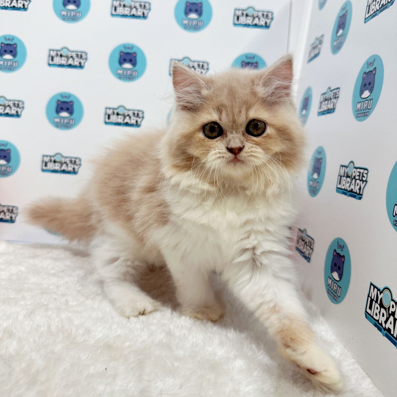 Persian Kitten (Female) For Sale