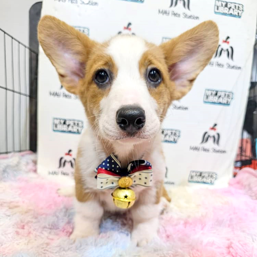 Welsh Corgi Puppy (Male) For Sale