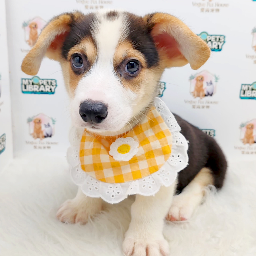 Welsh Corgi Puppy (Male) For Sale
