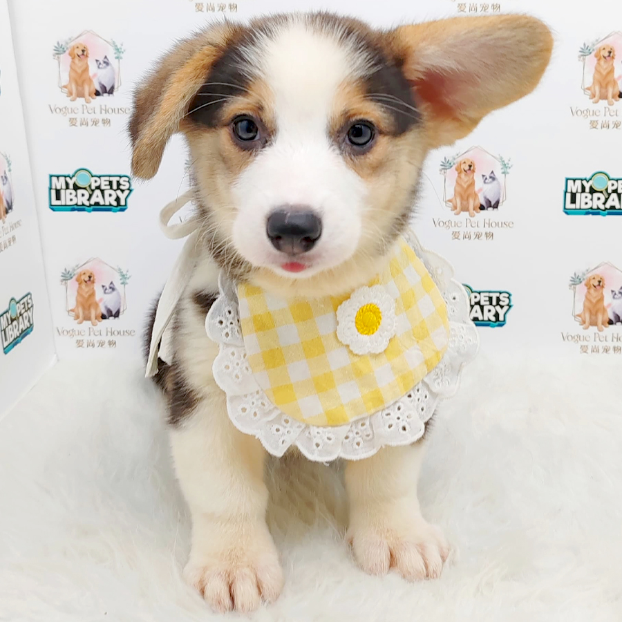 Welsh Corgi Puppy (Female) For Sale