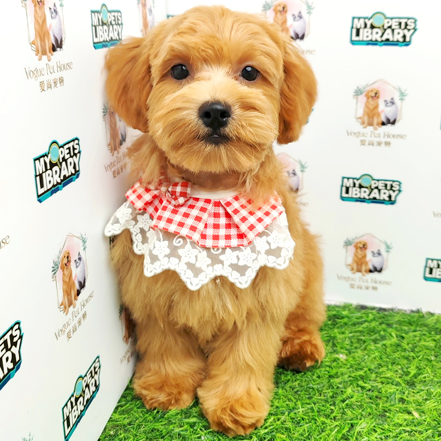 Toy Poodle Puppy (Female) For Sale