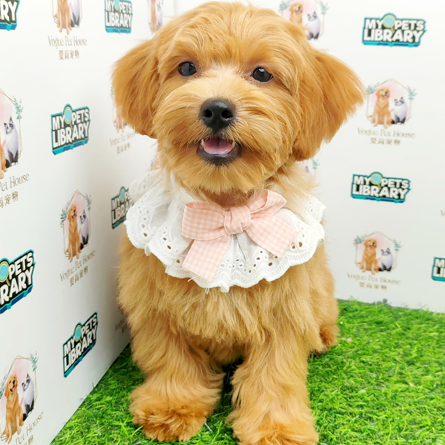 Toy Poodle Puppy (Female) For Sale