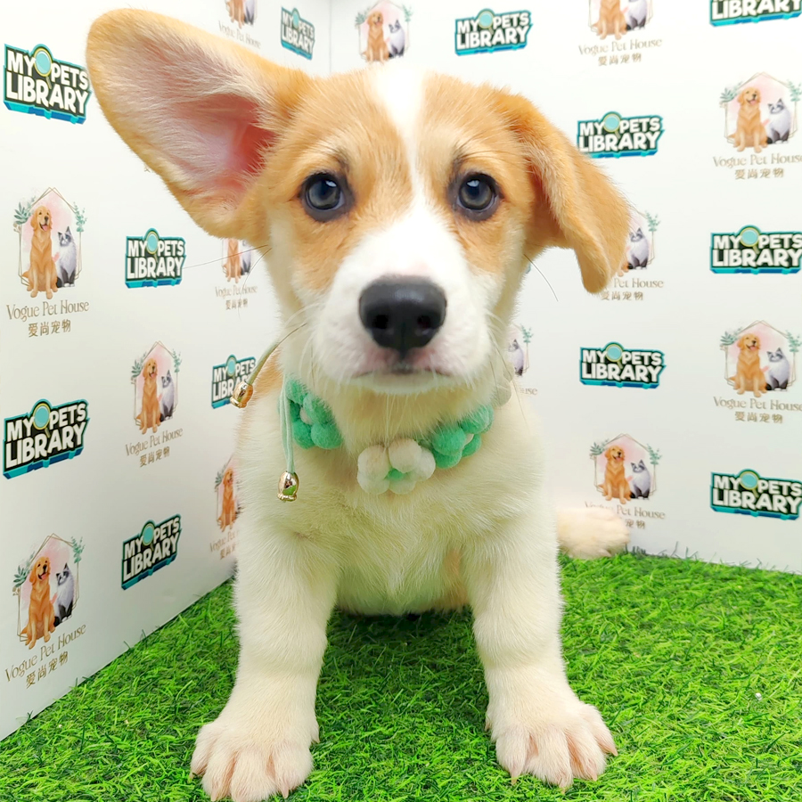 Welsh Corgi Puppy (Male) For Sale
