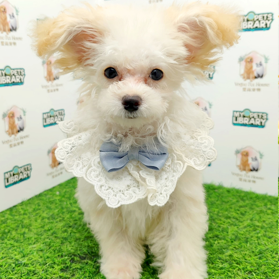 Toy Poodle Puppy (Male) For Sale