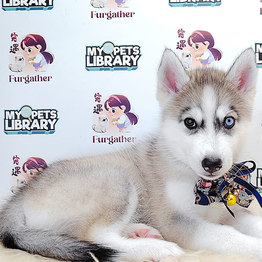 Alaskan Husky Puppy (Female) For Sale