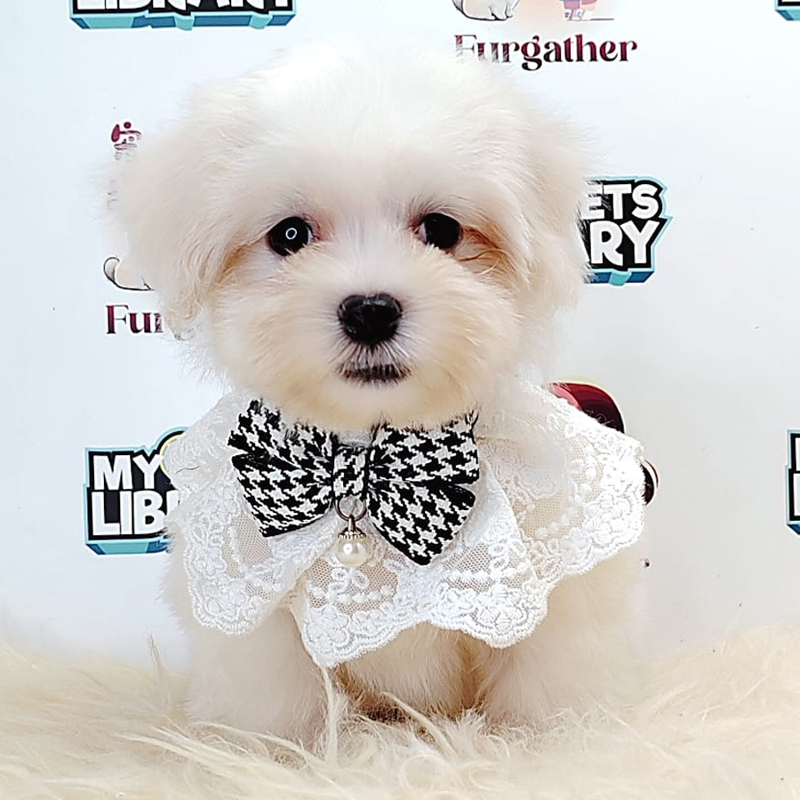 Tiny Maltese Puppy (Male) For Sale
