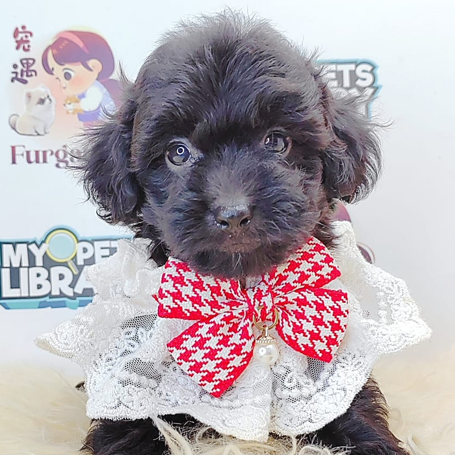 Tiny Toy Poodle Puppy (Female) For Sale