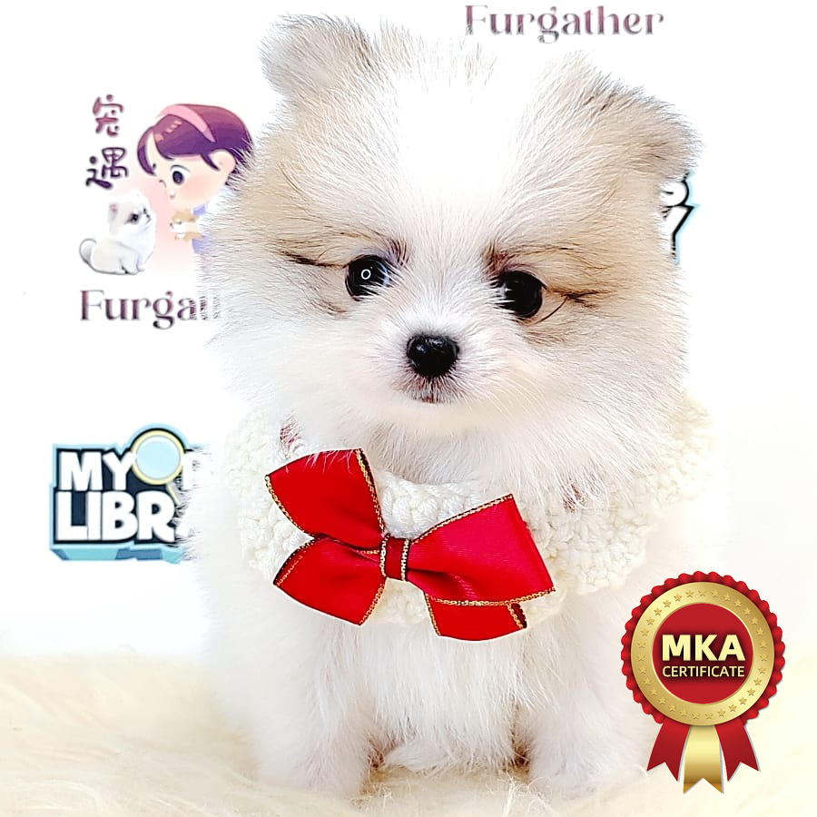 MKA Pomeranian Puppy (Female) For Sale