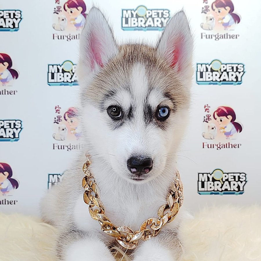 Alaskan Husky Puppy (Female) For Sale