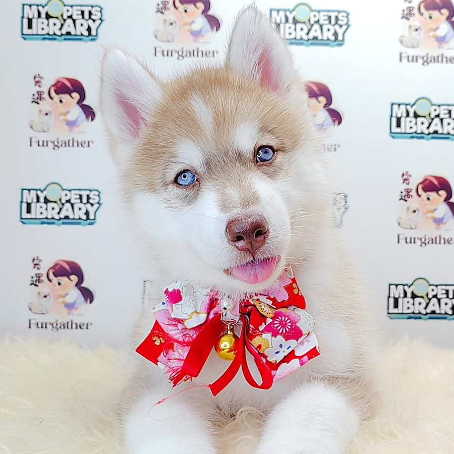 Alaskan Husky Puppy (Female) For Sale