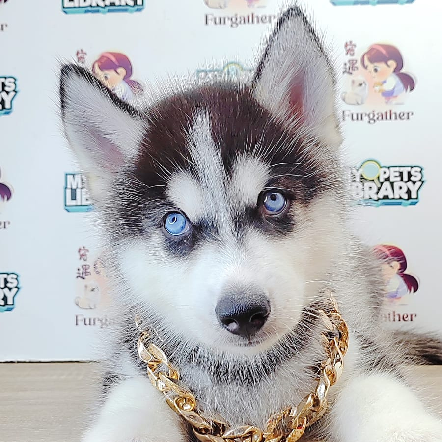 Alaskan Husky Puppy (Male) For Sale