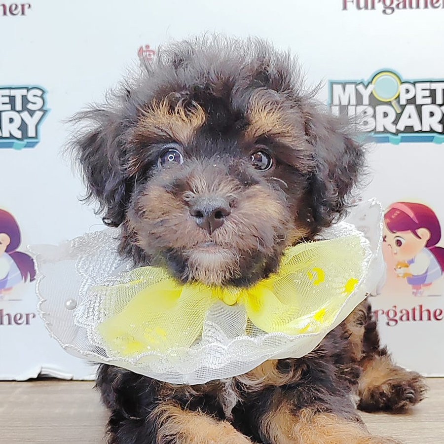 Tiny Toy Poodle Puppy (Male) For Sale