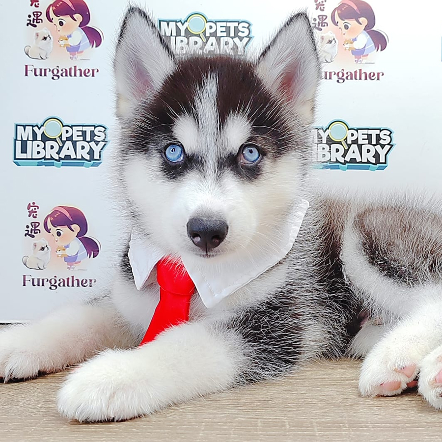 Alaskan Husky Puppy (Male) For Sale