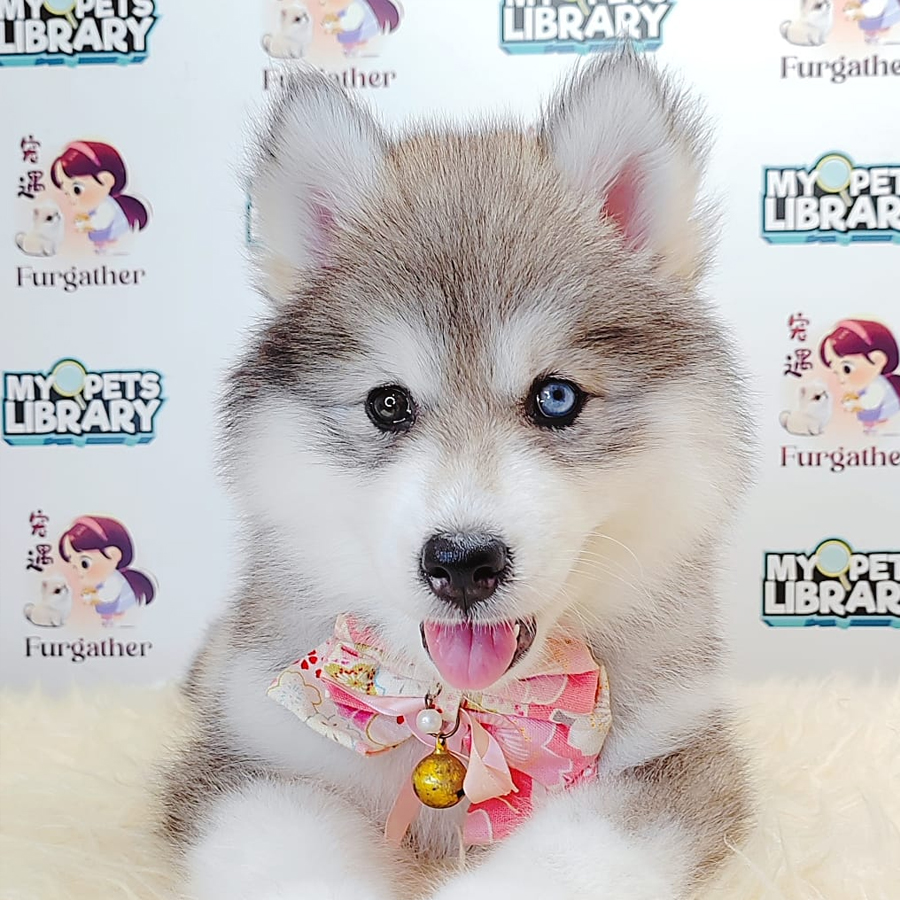 Alaskan Husky Puppy (Female) For Sale