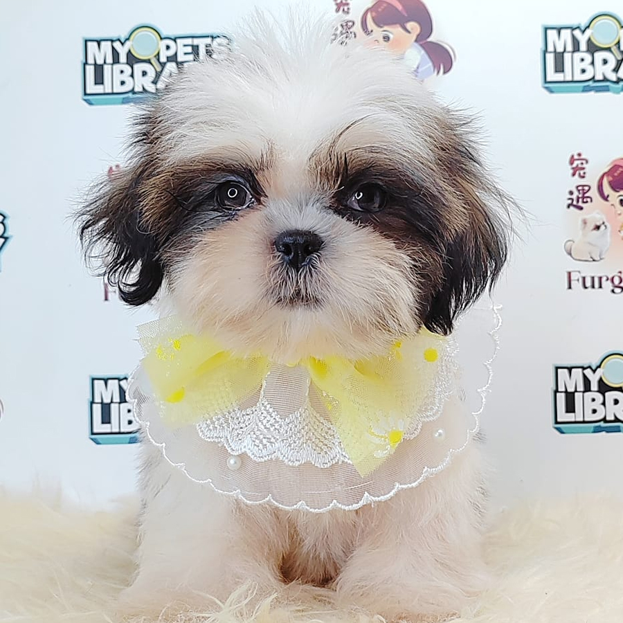 Shih Tzu Puppy (Male) For Sale