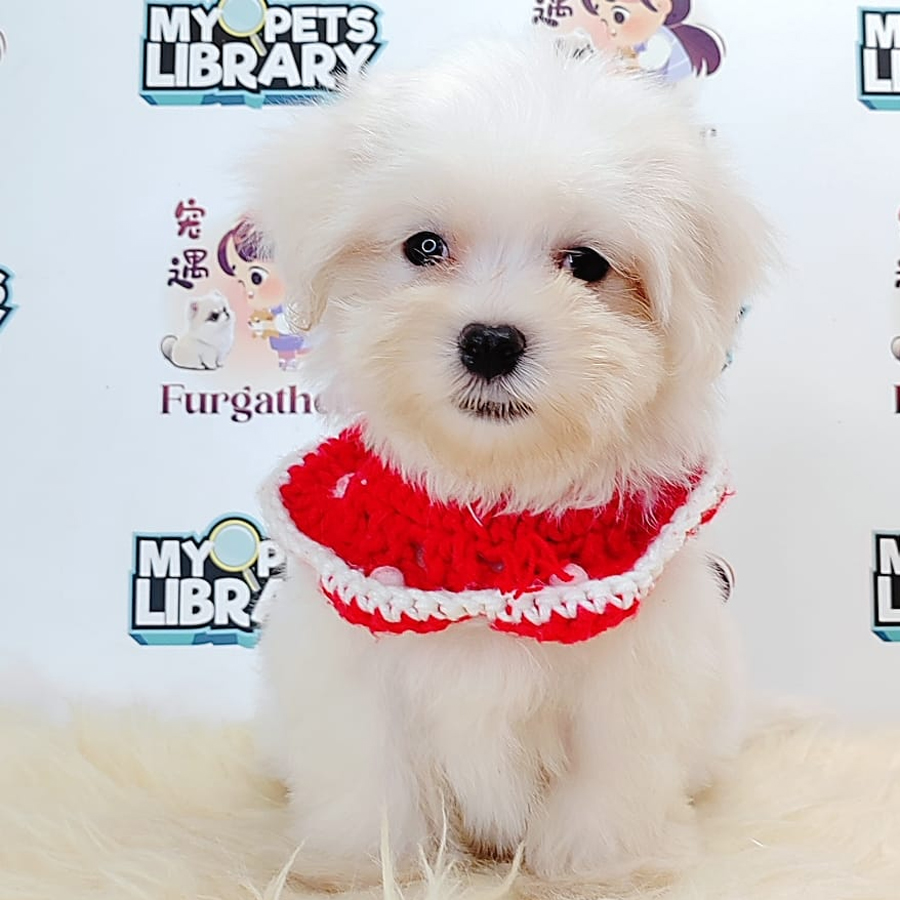 Tiny Maltese Puppy (Male) For Sale