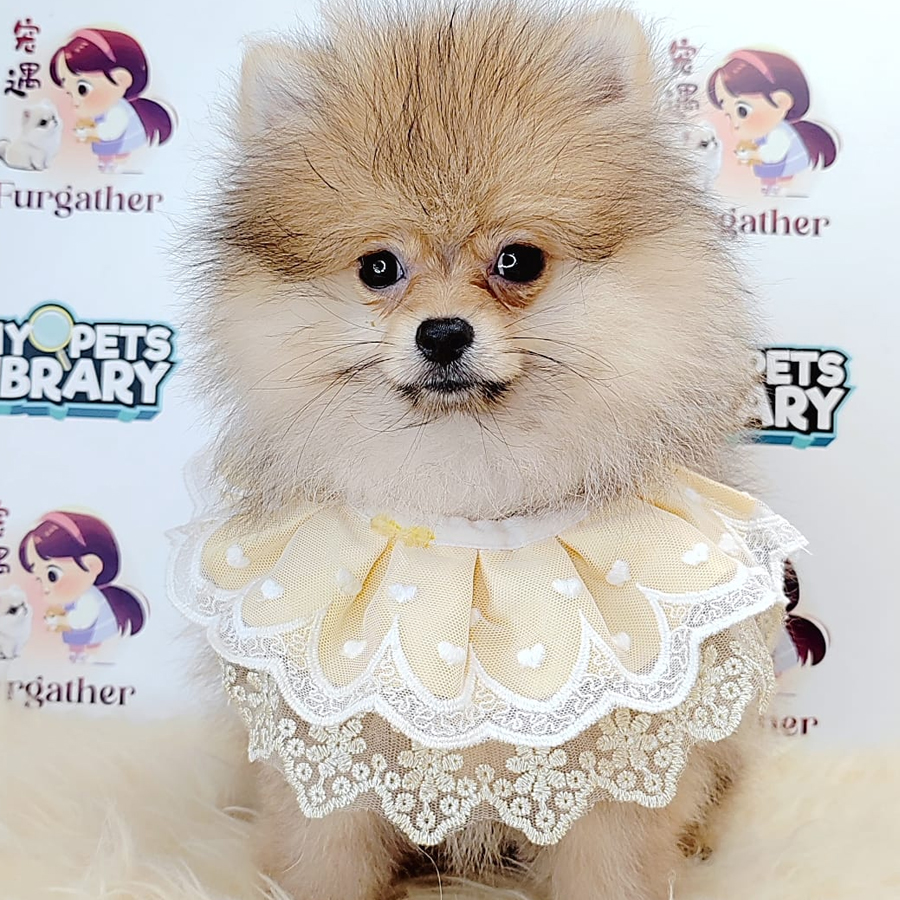 Pomeranian Puppy (Male) For Sale