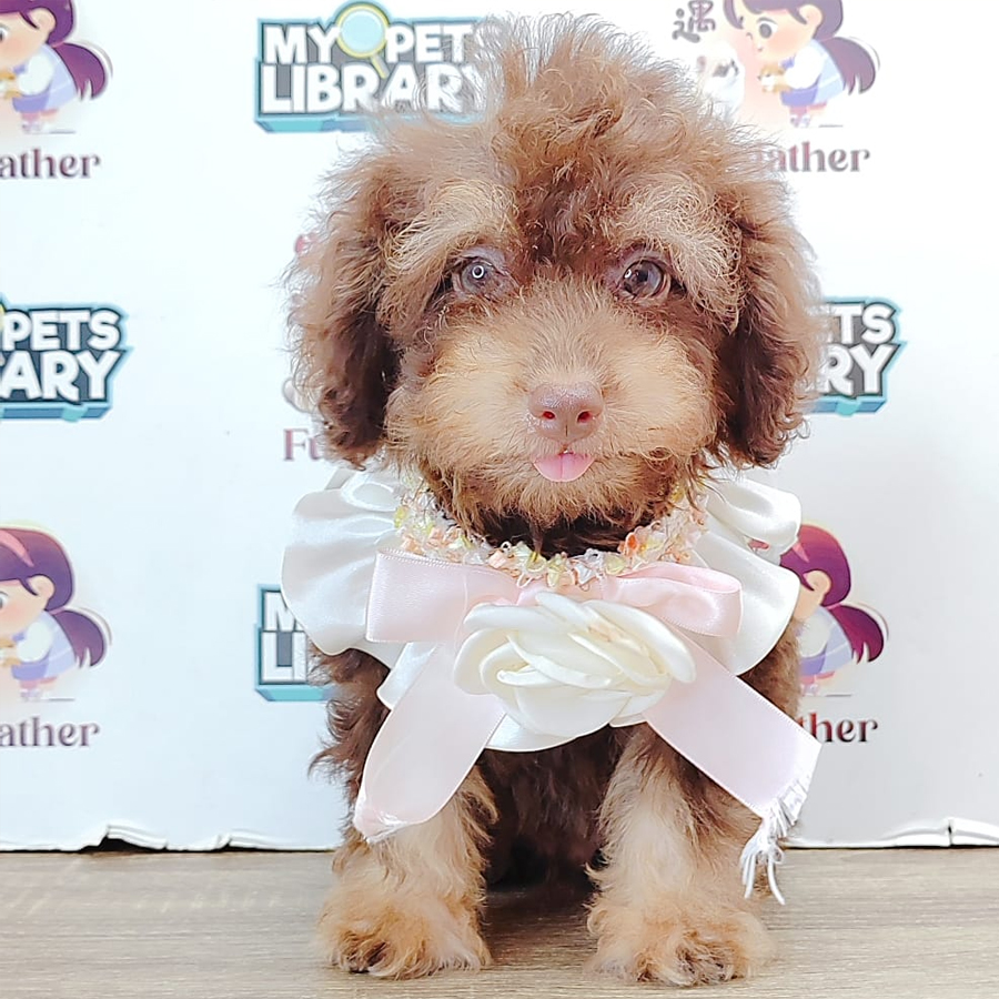 Tiny Toy Poodle Puppy (Male) For Sale