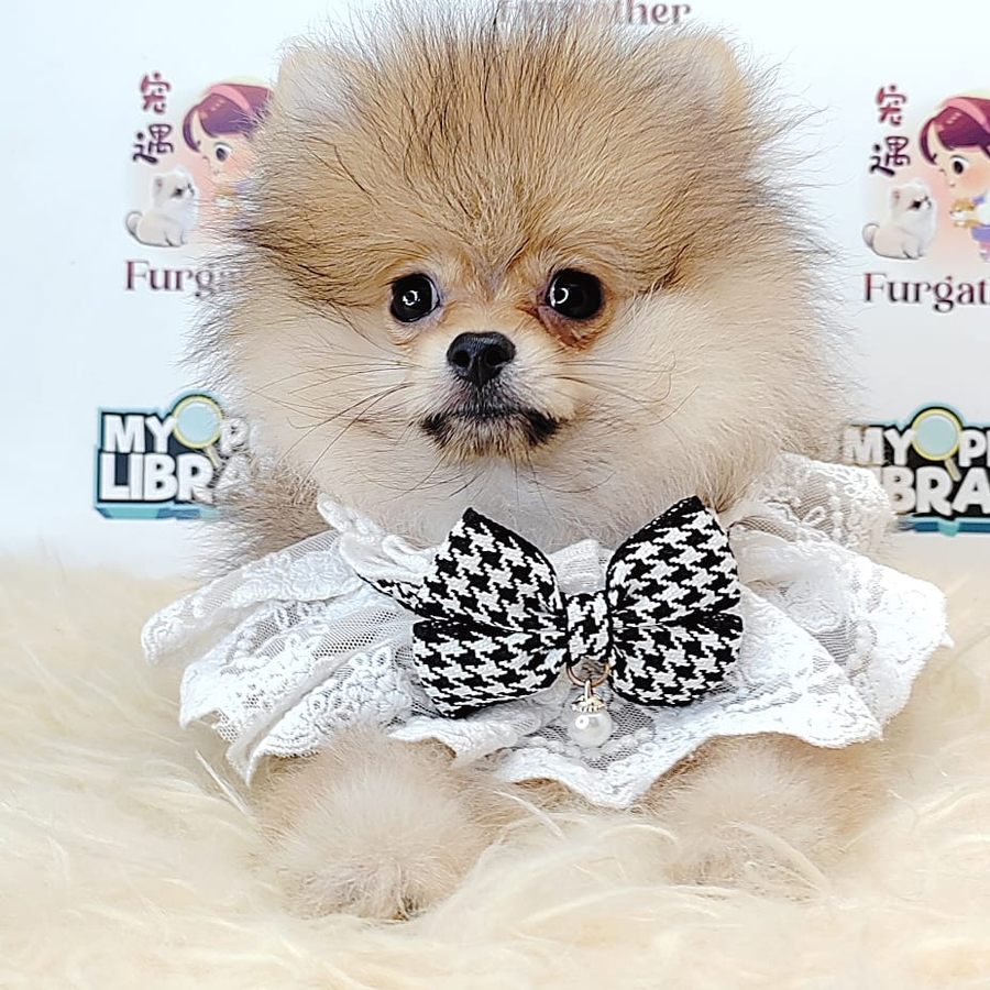 Pomeranian Puppy (Male) For Sale