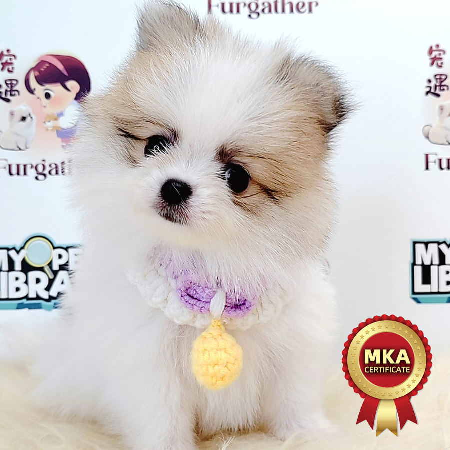 Pomeranian Puppy (Female) For Sale