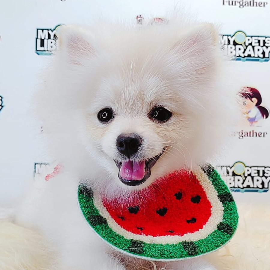 Pomeranian Puppy (Male) For Sale