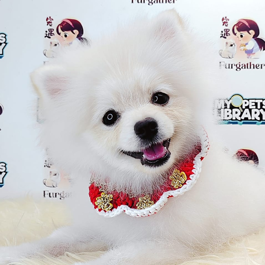 Pomeranian Puppy (Male) For Sale