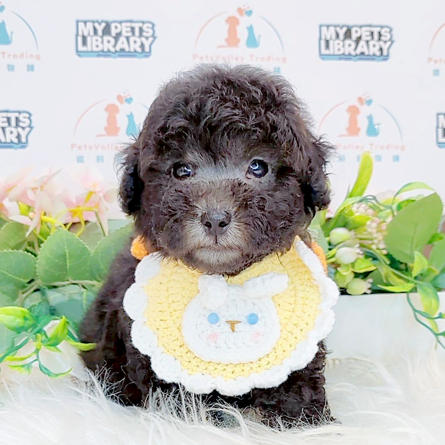 Tiny Poodle Puppy (Male) For Sale